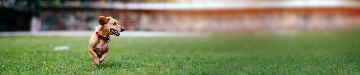 dog-banner